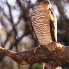 der Schrecken der Singvögel - Sperber (Accipiter nisus)