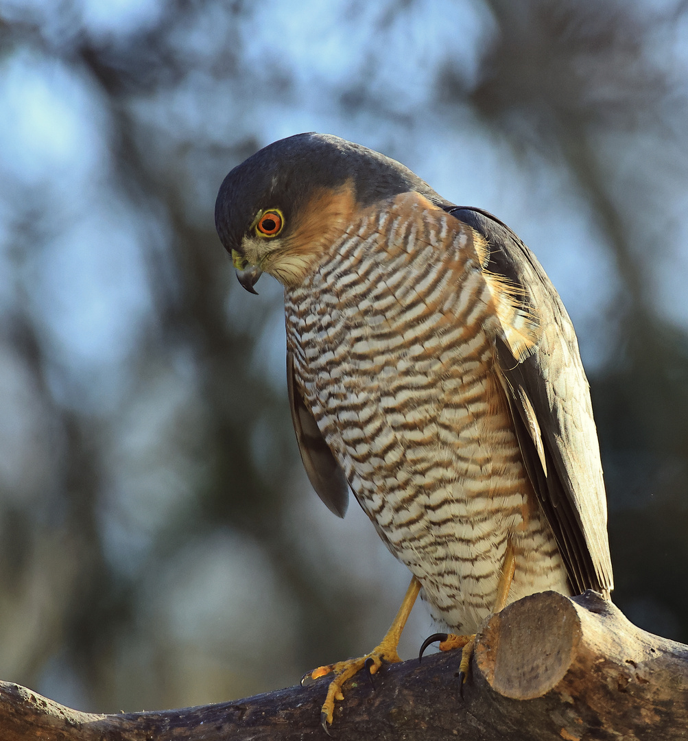 der Schrecken der Singvögel - Sperberdame (Accipiter nisus) 