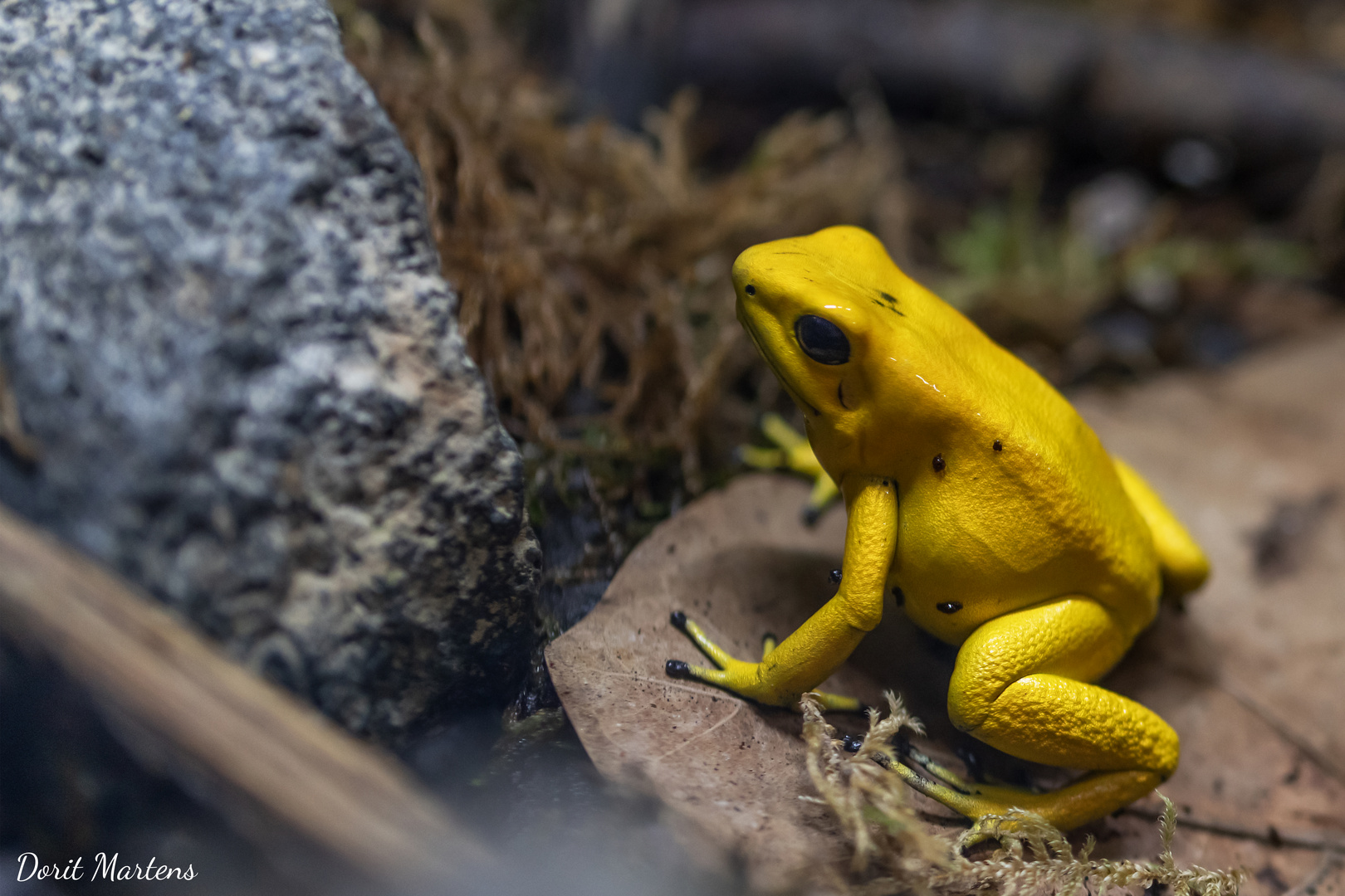 Der schreckliche Pfeilgiftfrosch - klein, aber gefährlich -