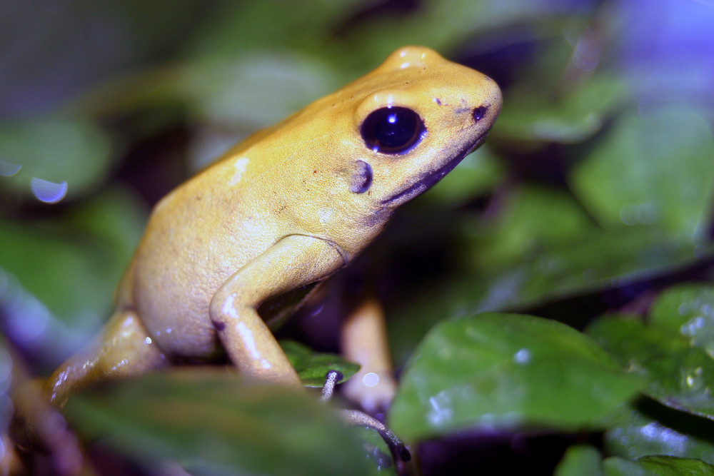 Der Schreckliche Pfeilgiftfrosch (Phyllobates terribilis)