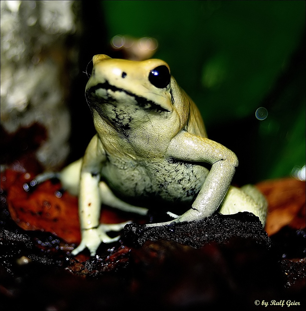 Der Schreckliche Pfeilgiftfrosch (Phyllobates terribilis), Reloaded