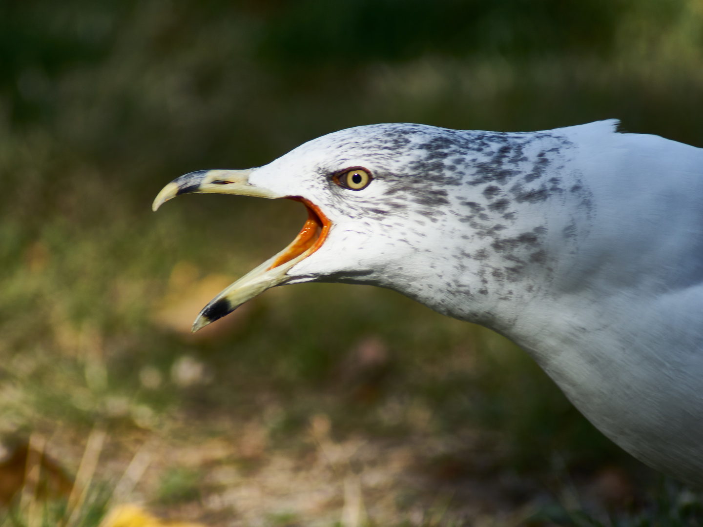 Der Schrei