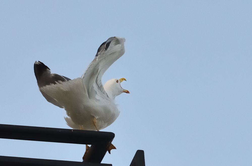 Der Schrei!