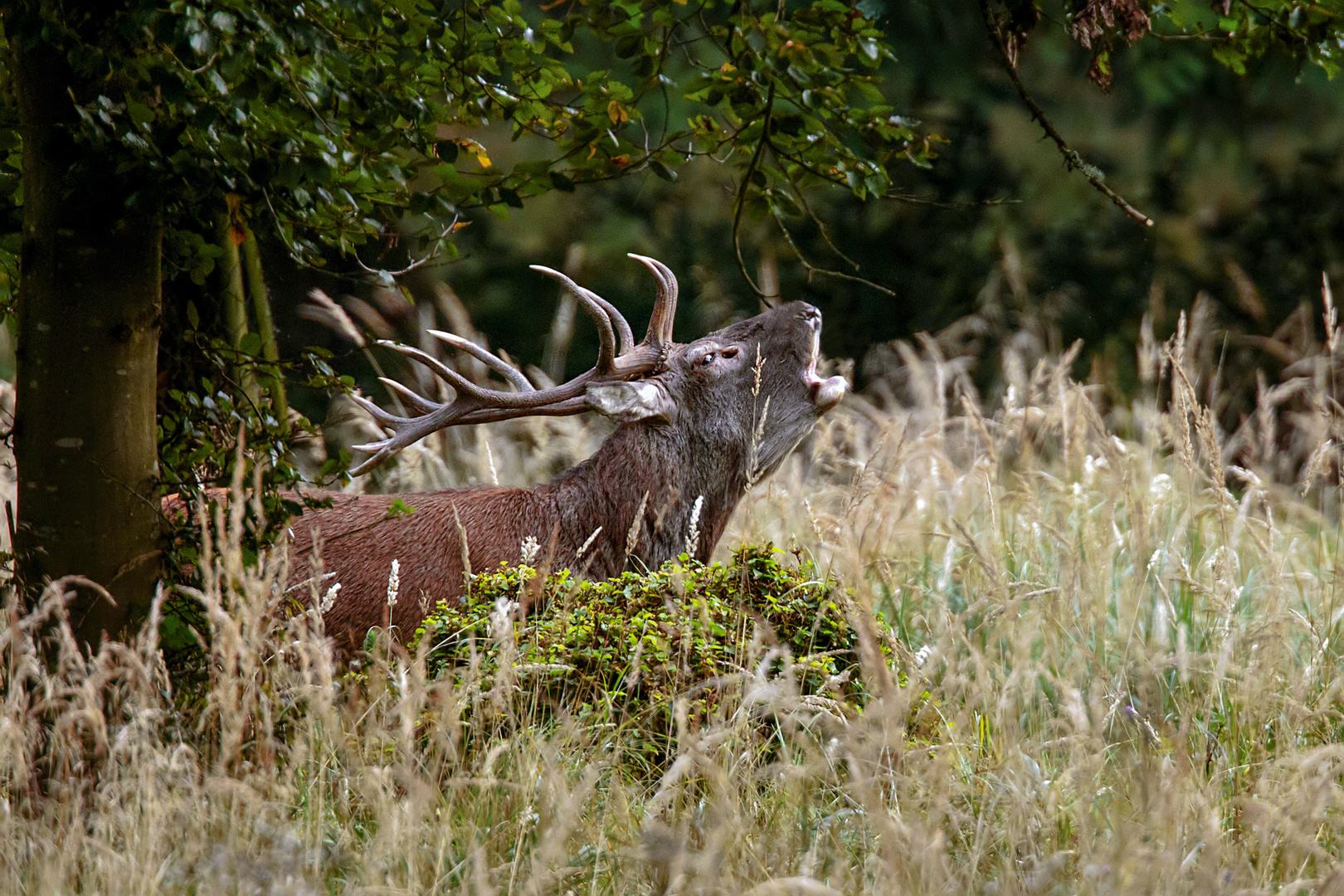 Der Schrei Foto & Bild tiere, wildlife, säugetiere Bilder auf