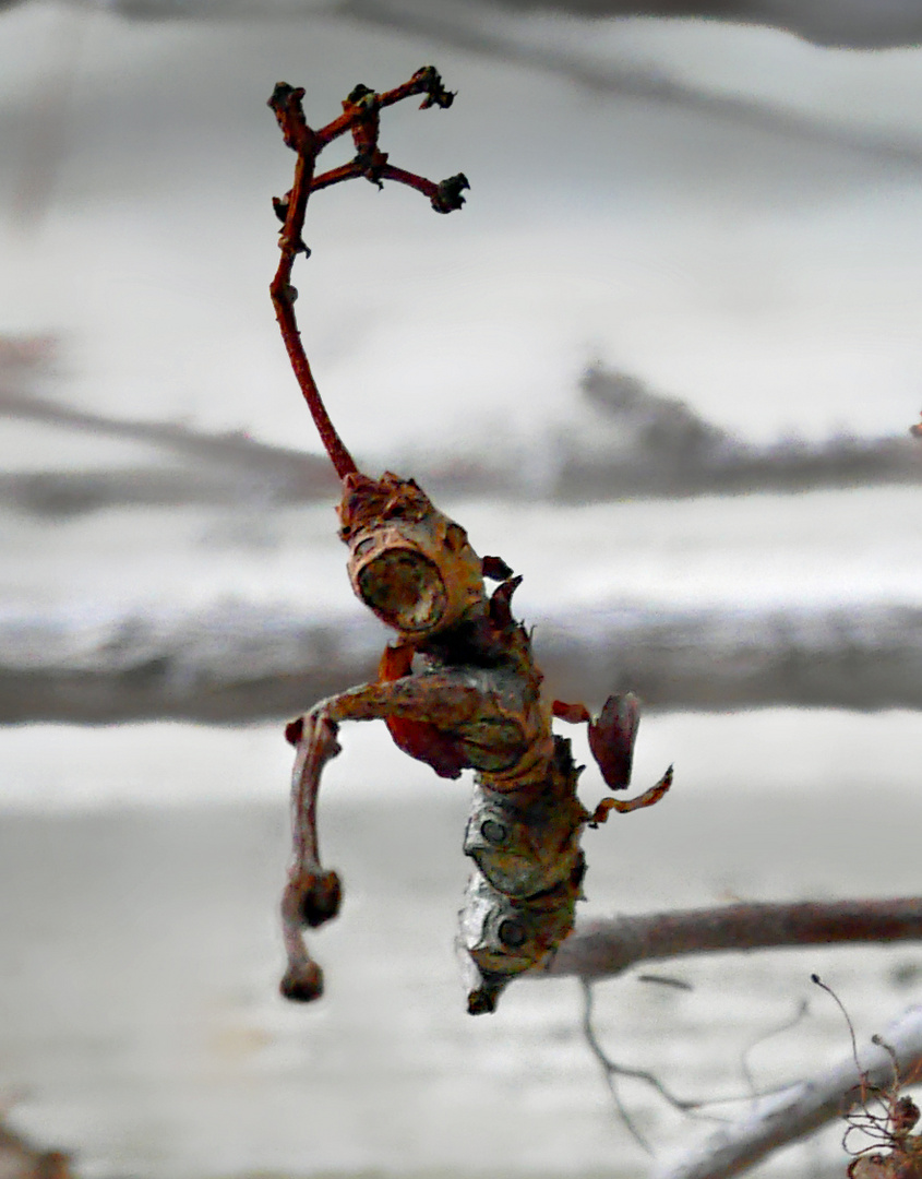 der Schrei Foto & Bild abstraktes, naturmakros, naturkreativ Bilder