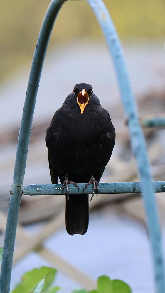 der Schrei Foto & Bild tiere, wildlife, wild lebende vögel Bilder auf