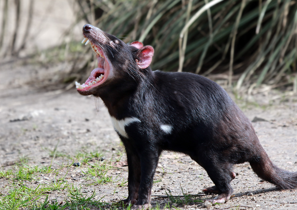 Der Schrei Foto Bild Tiere Zoo Wildpark Falknerei Saugetiere Bilder Auf Fotocommunity