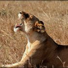 Bild Schrei Auf Der Brucke