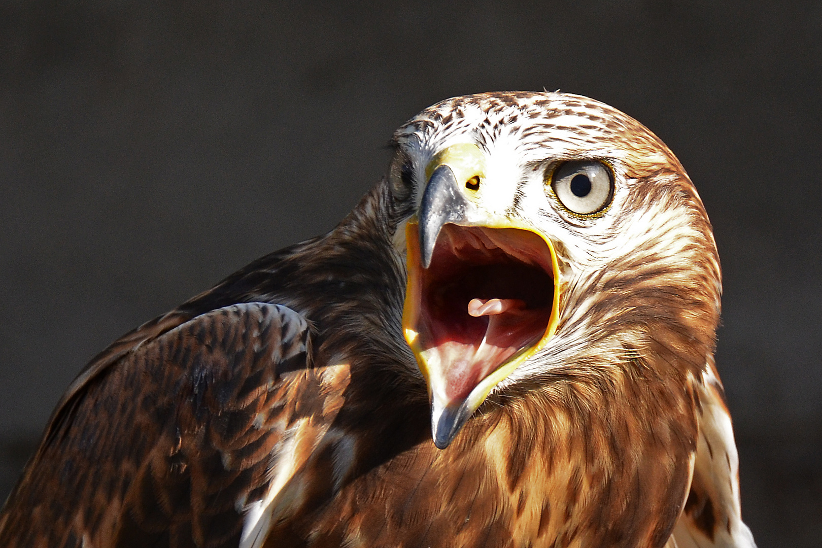 Der Schrei Foto & Bild tiere, zoo, wildpark & falknerei, vögel Bilder