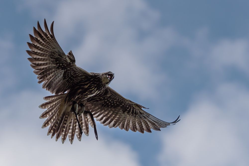 Der Schrei des Falken Foto & Bild natur, greifvogel, tiere Bilder auf Der Schrei des Falken Foto & Bild natur, greifvogel, tiere Bilder auf