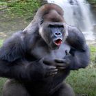 Der Schrei des Gorillas - 2