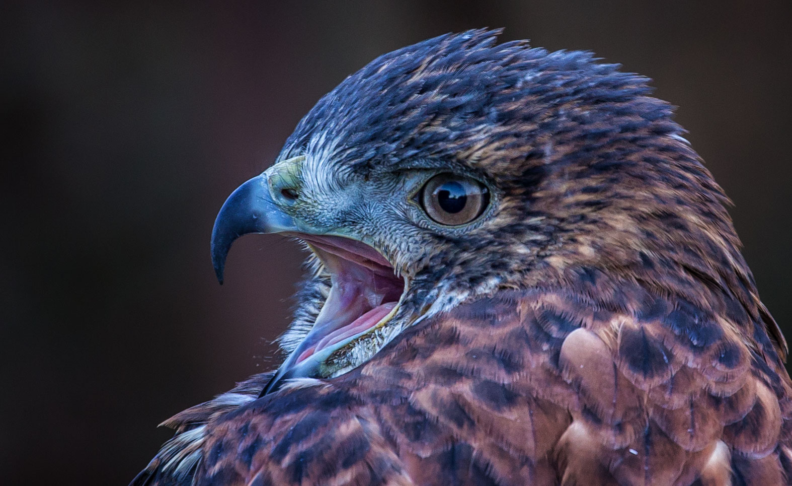 Der Schrei des Wüstenbussard