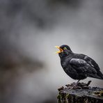 Der Schrei - The shout - Amsel (Turdus merula)