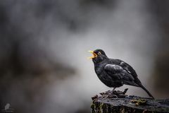 Der Schrei - The shout - Amsel (Turdus merula)