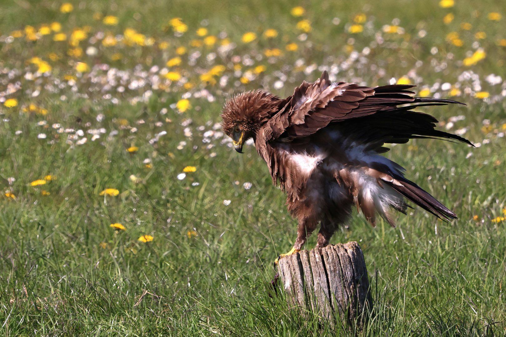 Der Schreiadler