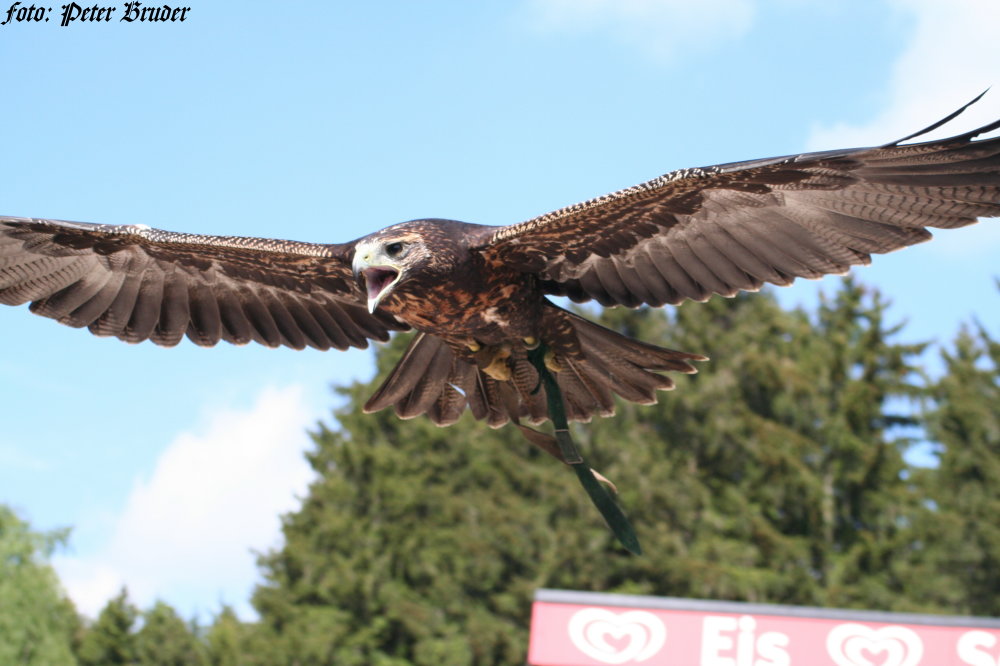 Der Schreiadler