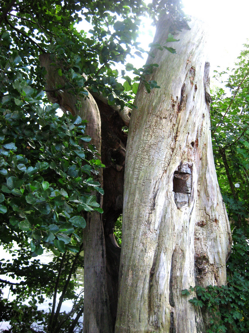 Der schreiende Baum