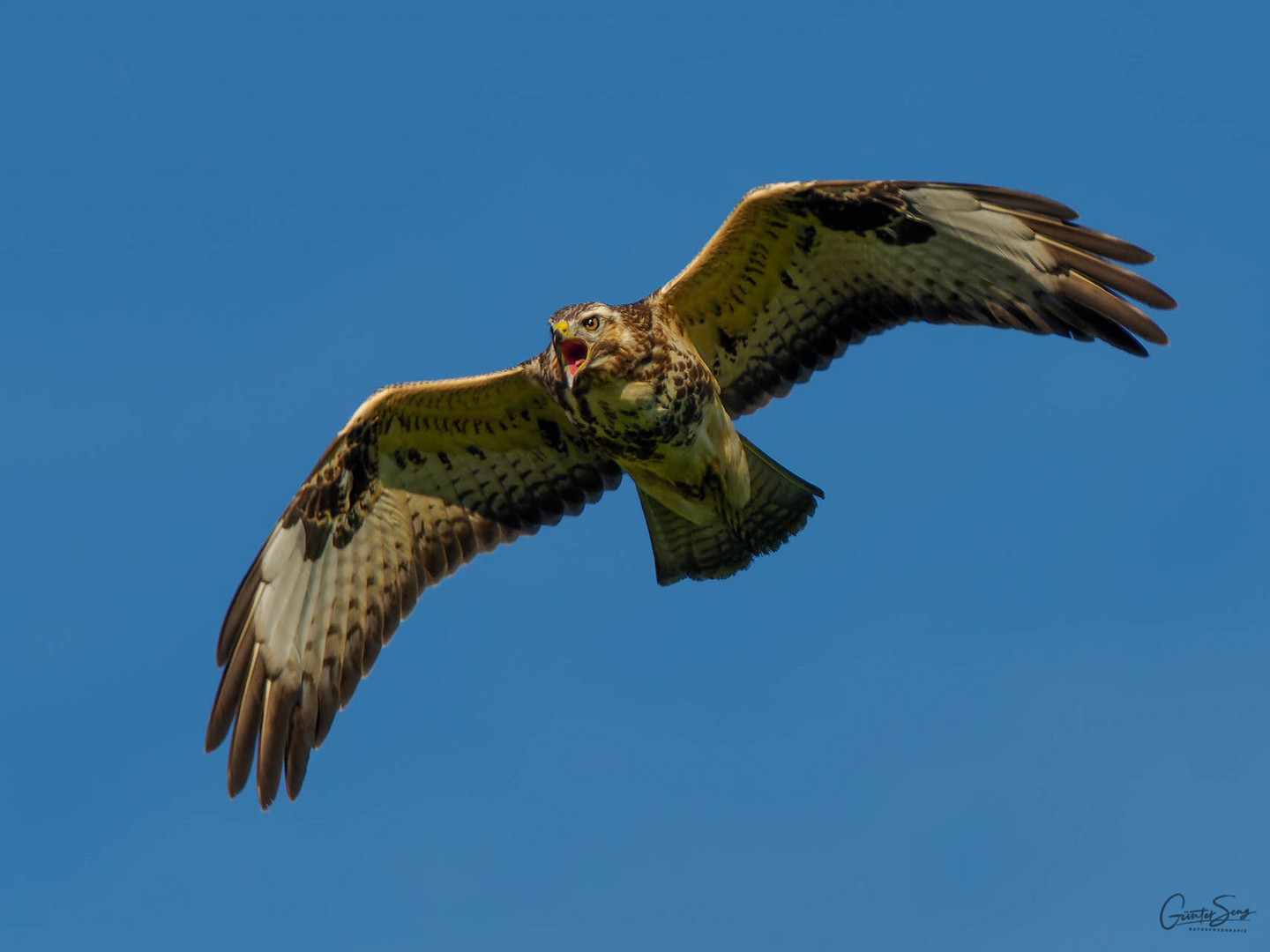 Der schreiende Bussard