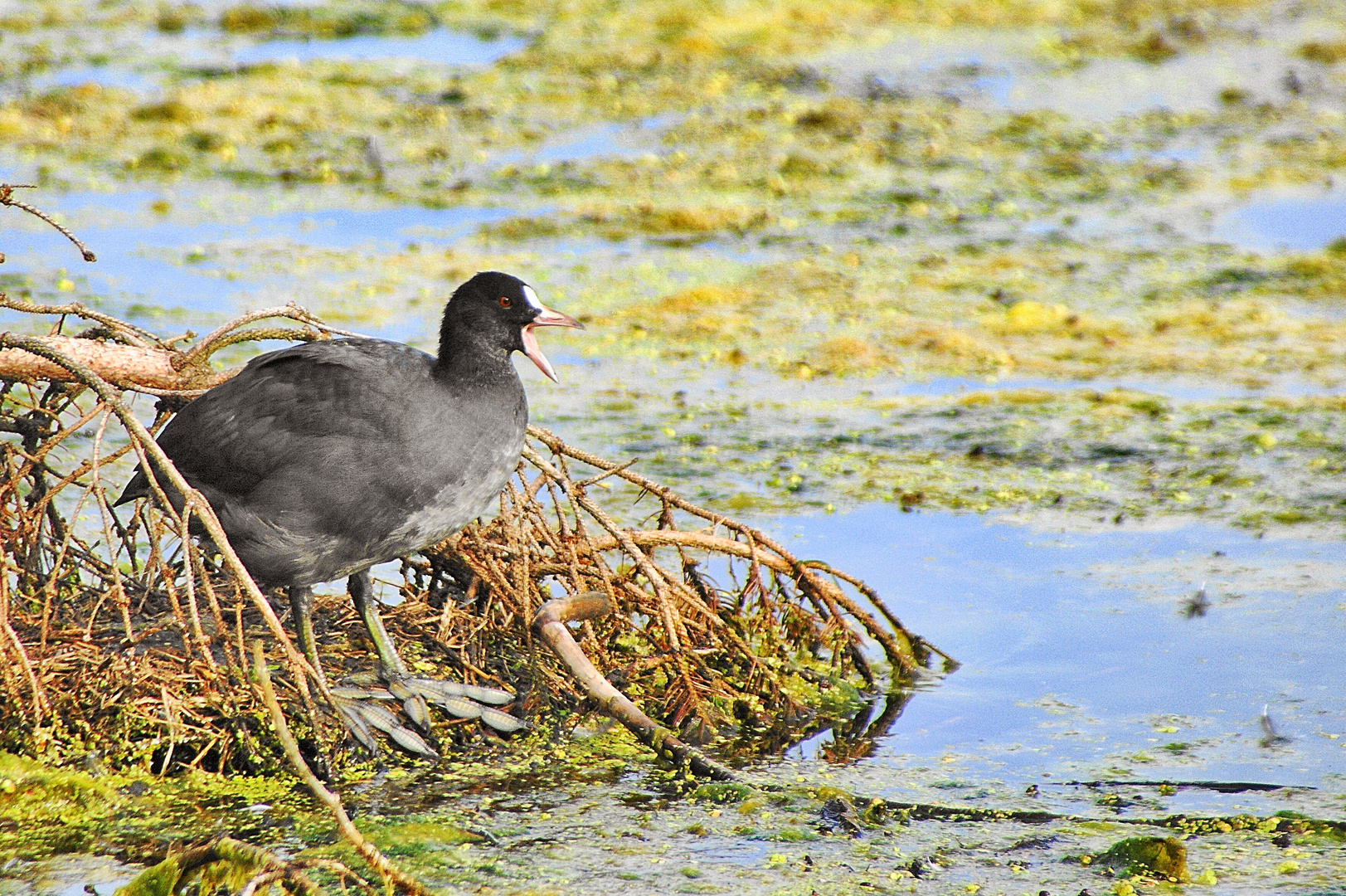 Der Schreihals am See