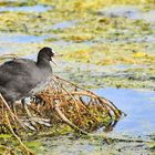 Der Schreihals am See