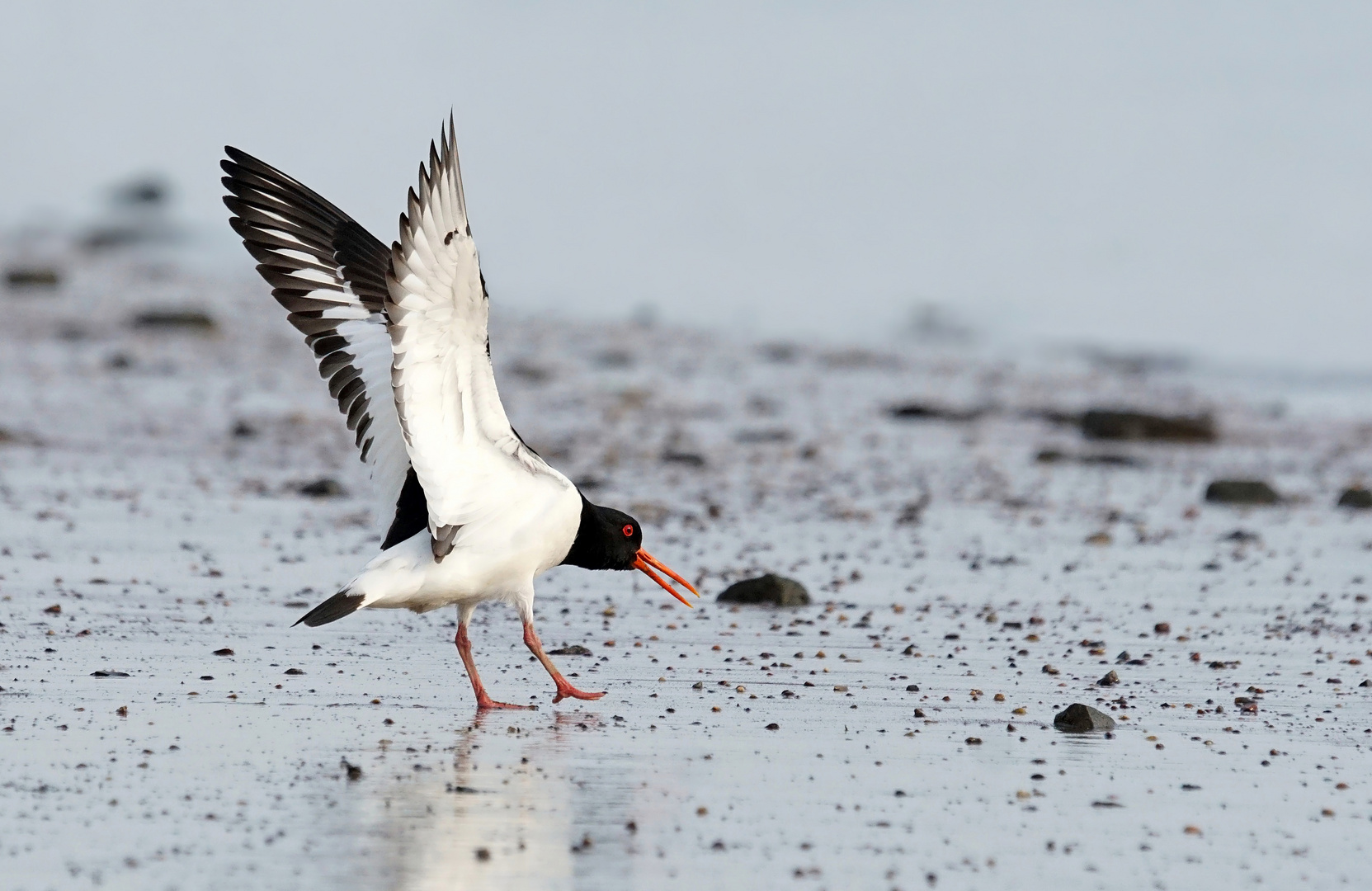 Der Schreihals - Austernfischer am Elbstrand