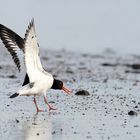 Der Schreihals - Austernfischer am Elbstrand