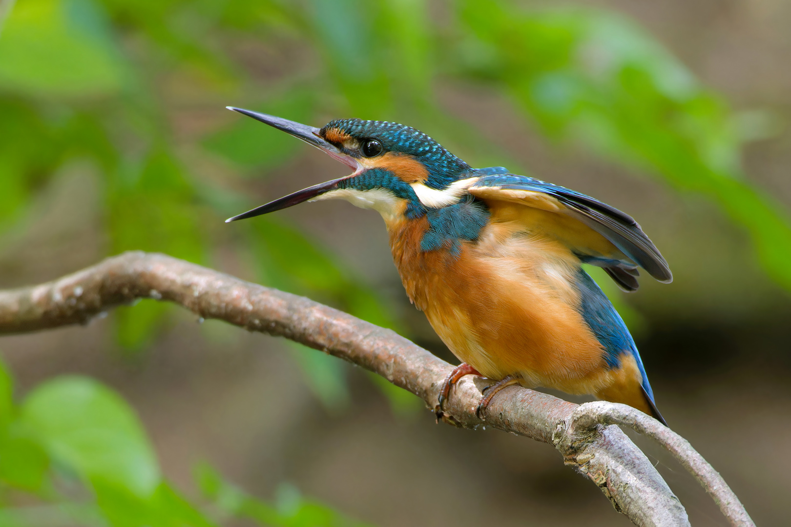 Der Schreihals.. junger Eisvogel 