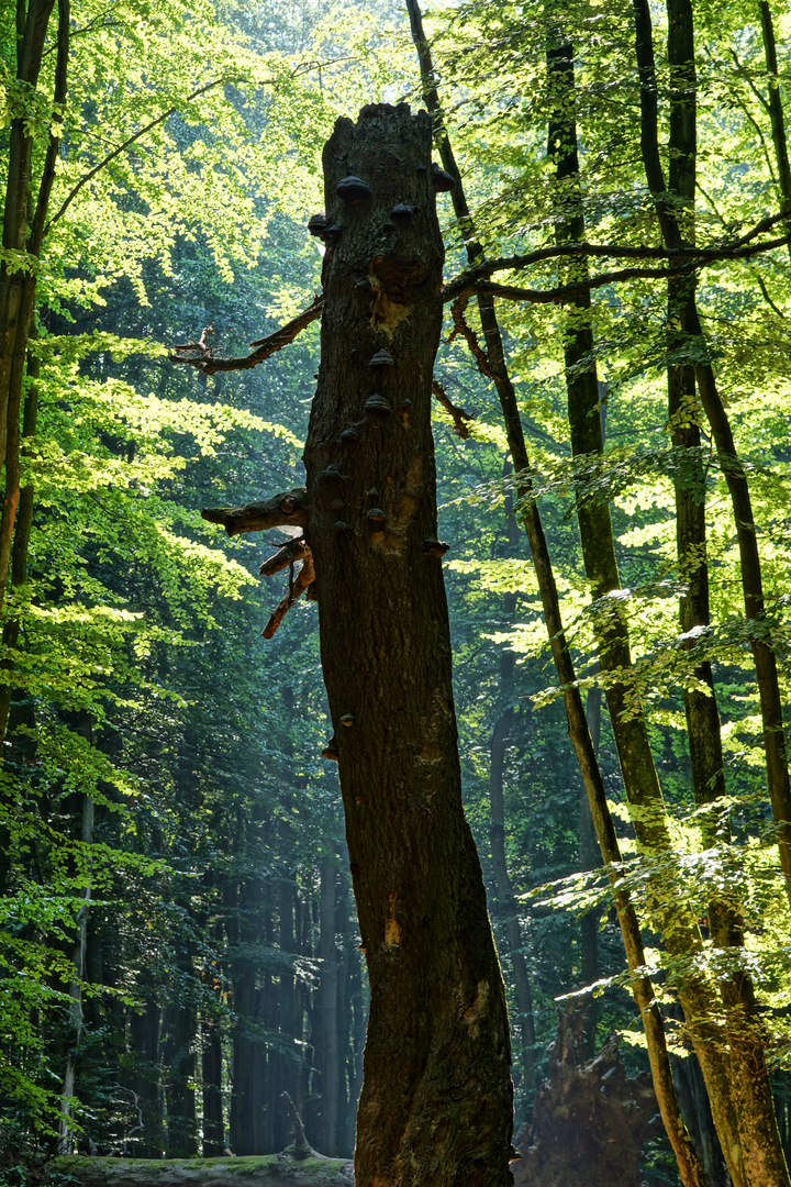 Der Schrein 