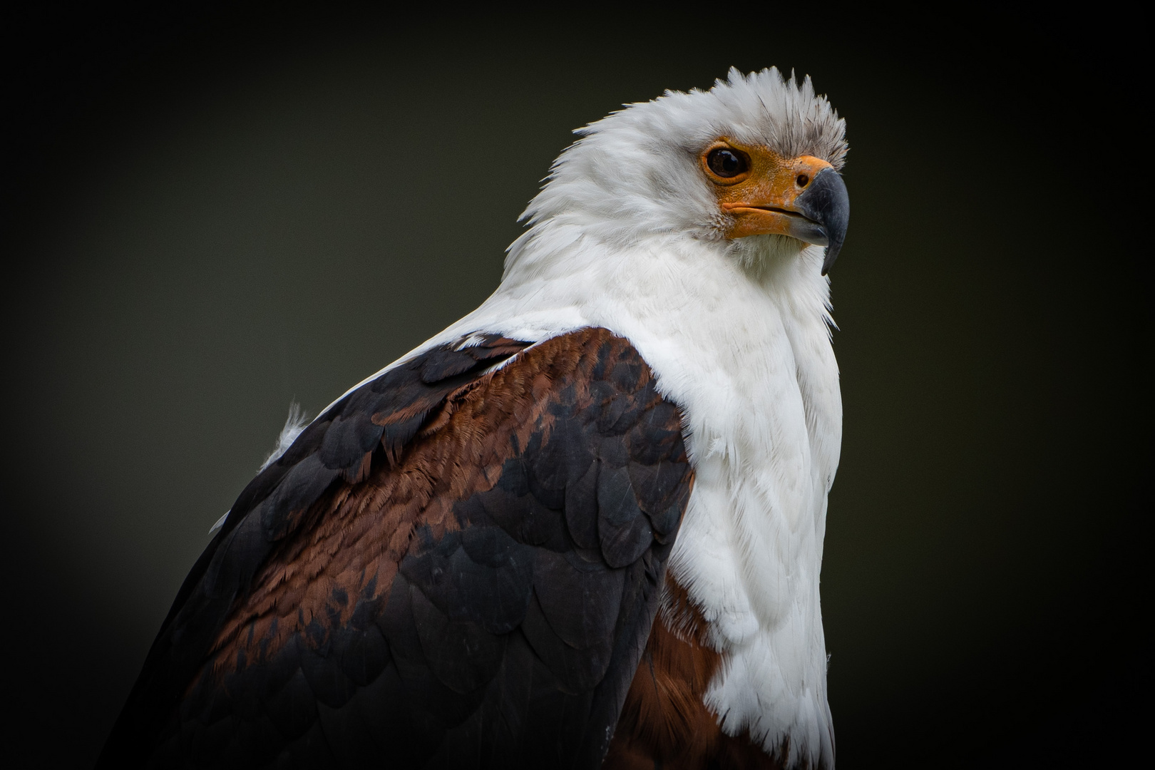 Der Schreiseeadler