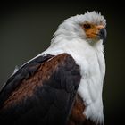 Der Schreiseeadler