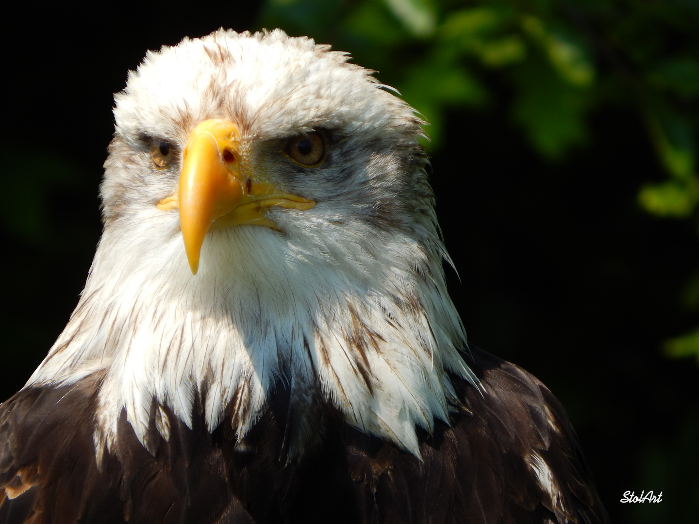 Der Schreiseeadler