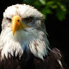 Der Schreiseeadler