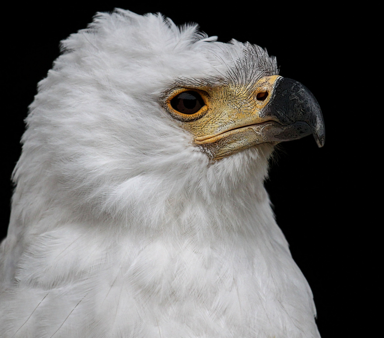 Der Schreiseeadler