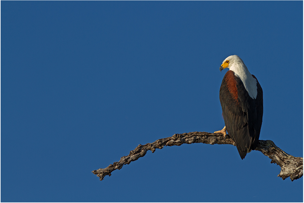 Der Schreiseeadler