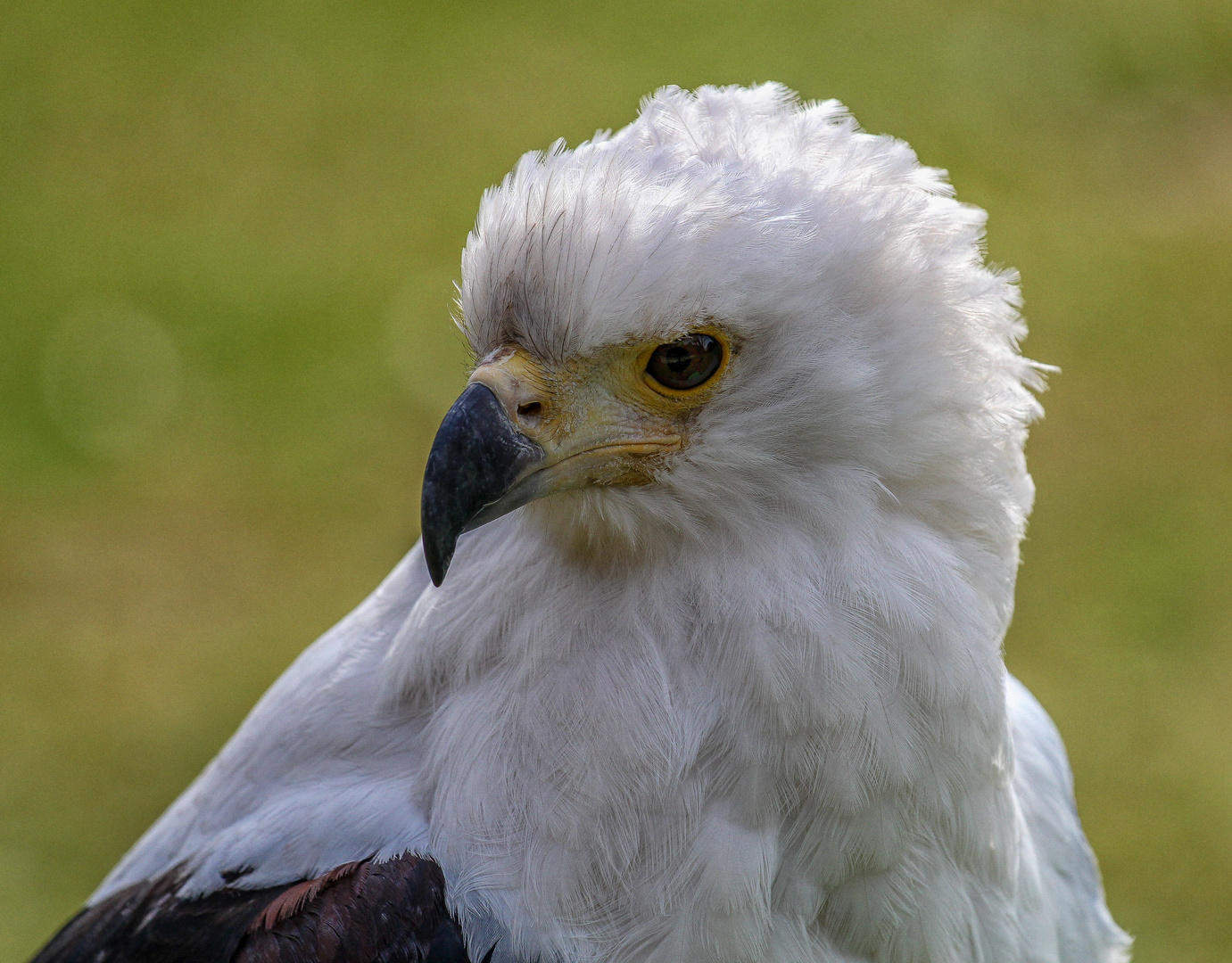 Der Schreiseeadler