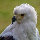 Der Schreiseeadler