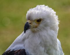 Der Schreiseeadler