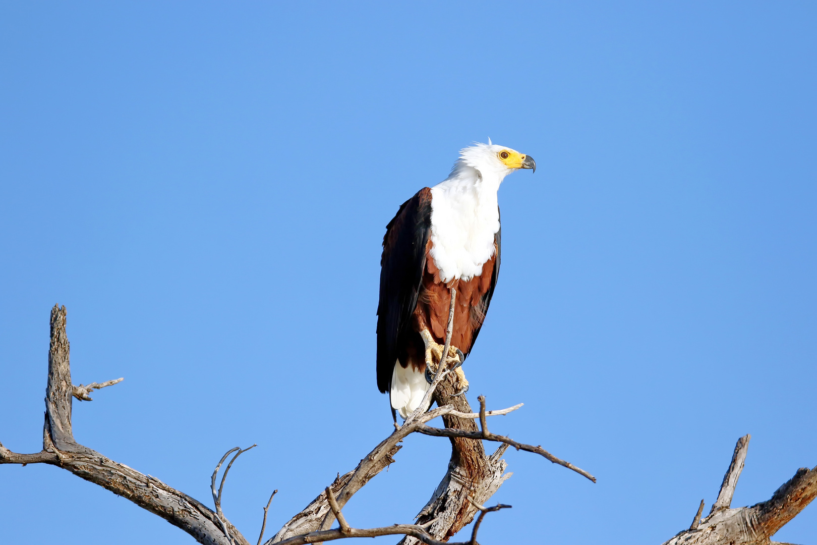 der Schreiseeadler