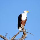 der Schreiseeadler