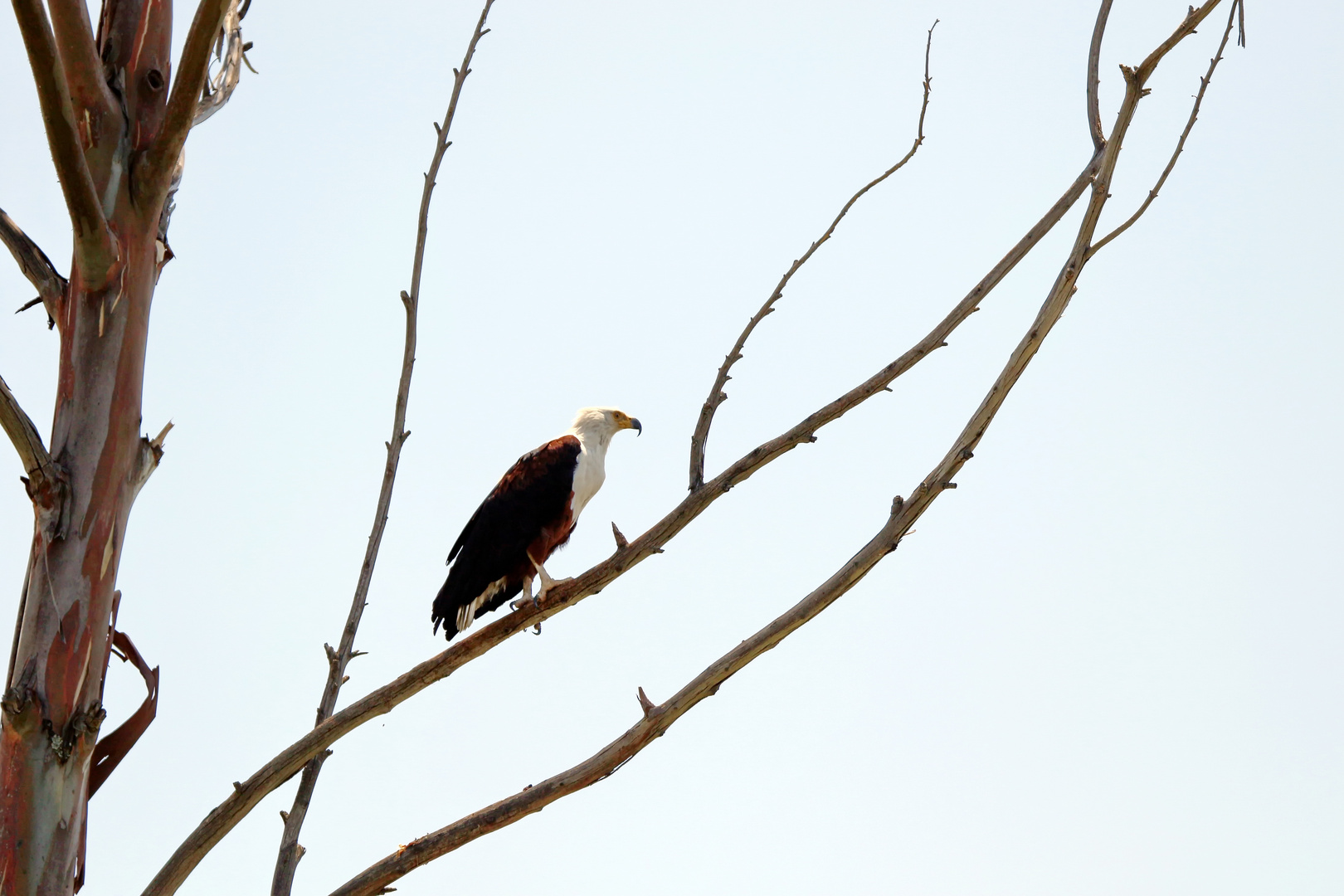 ....Der Schreiseeadler.....