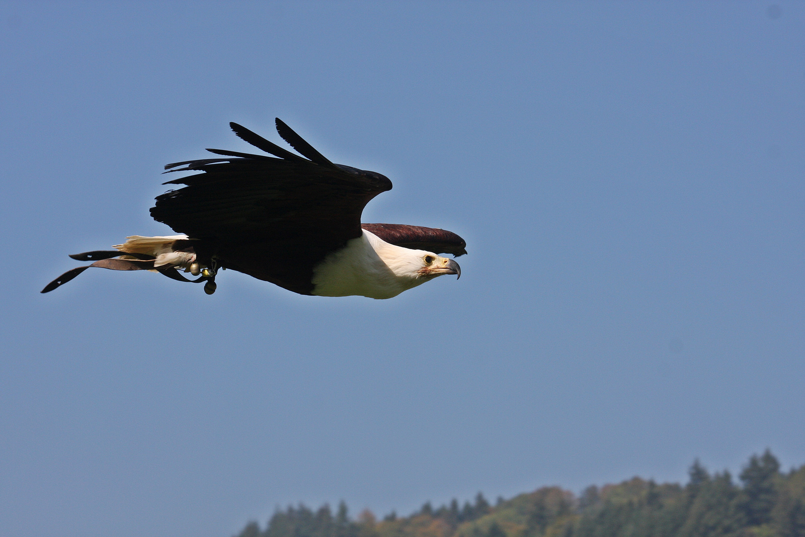 Der Schreiseeadler (Haliaeetus vocifer) ...