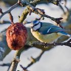 Der schrumpelige Apfel