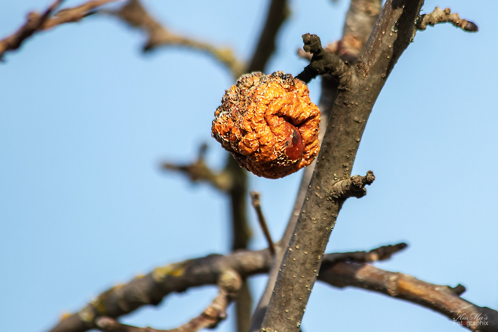 Der (Schrumpf)Apfel