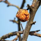 Der (Schrumpf)Apfel