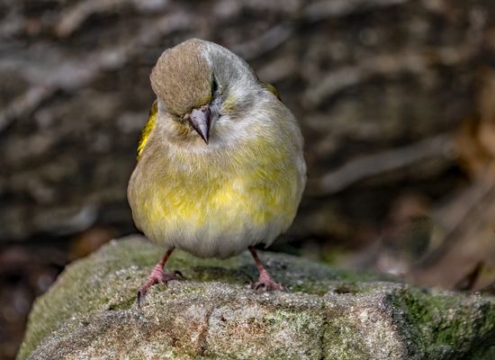 Der .... "SCHÜCHTERN-FINK"