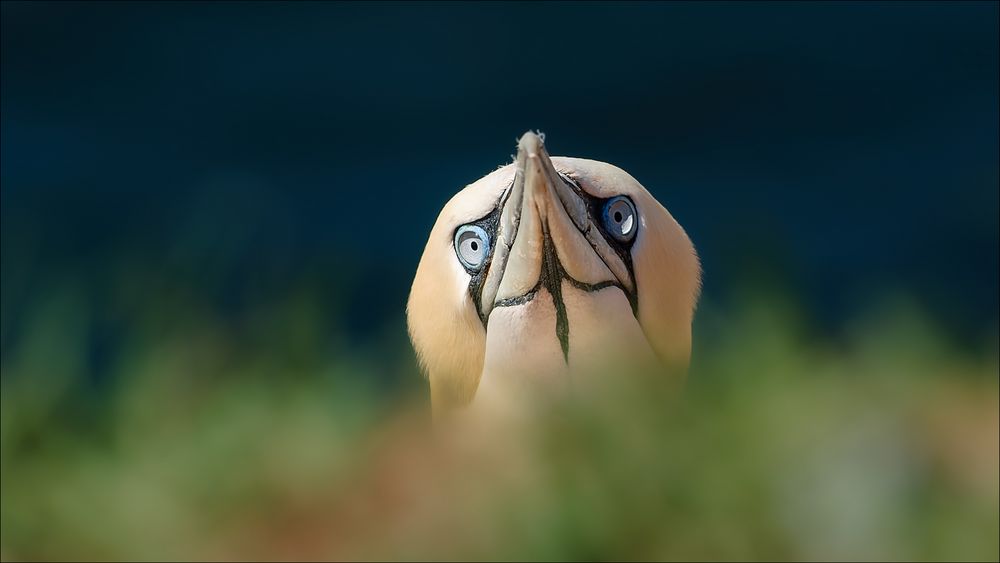 Der schüchterne Basstölpel