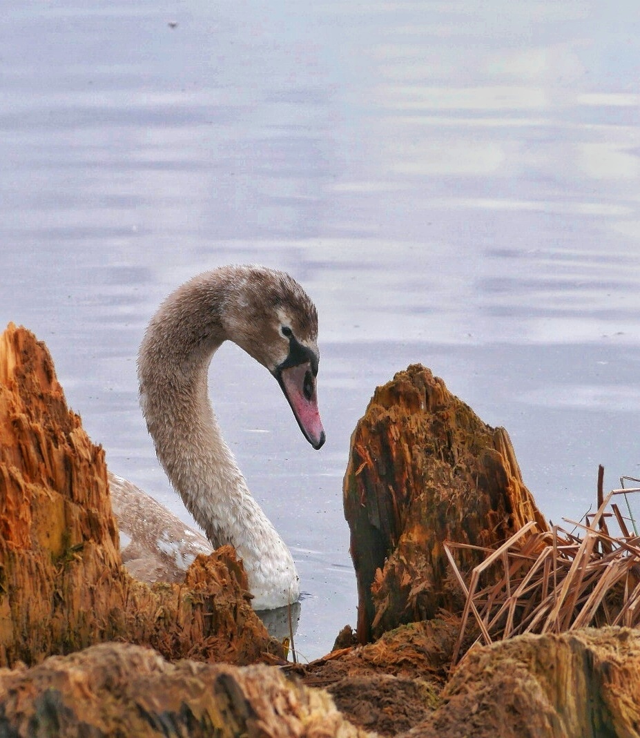 Der schüchterne Blick. 