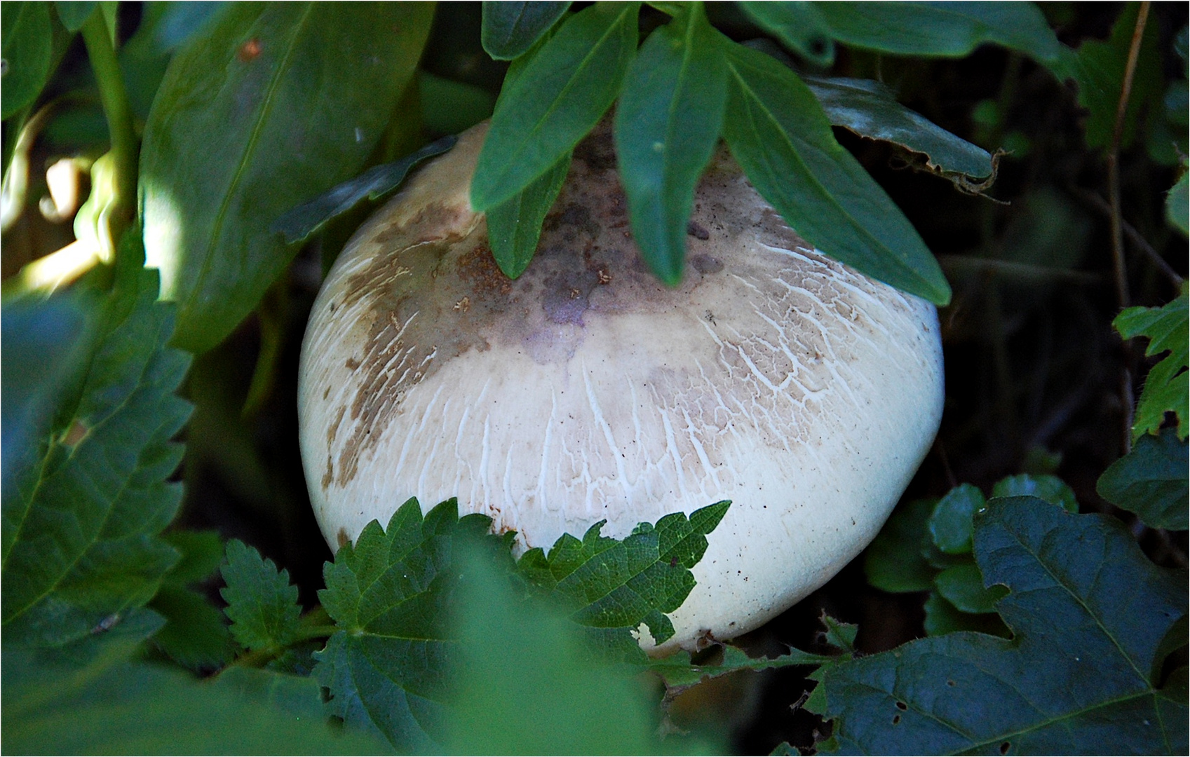 der schüchterne Champignon