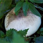 der schüchterne Champignon