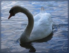 Der schüchterne Schwan vom Kölner Stadtwald